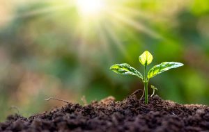 What is the Difference Between Genotype and Phenotype in Plants and Why is Understanding Their Relationship Important?